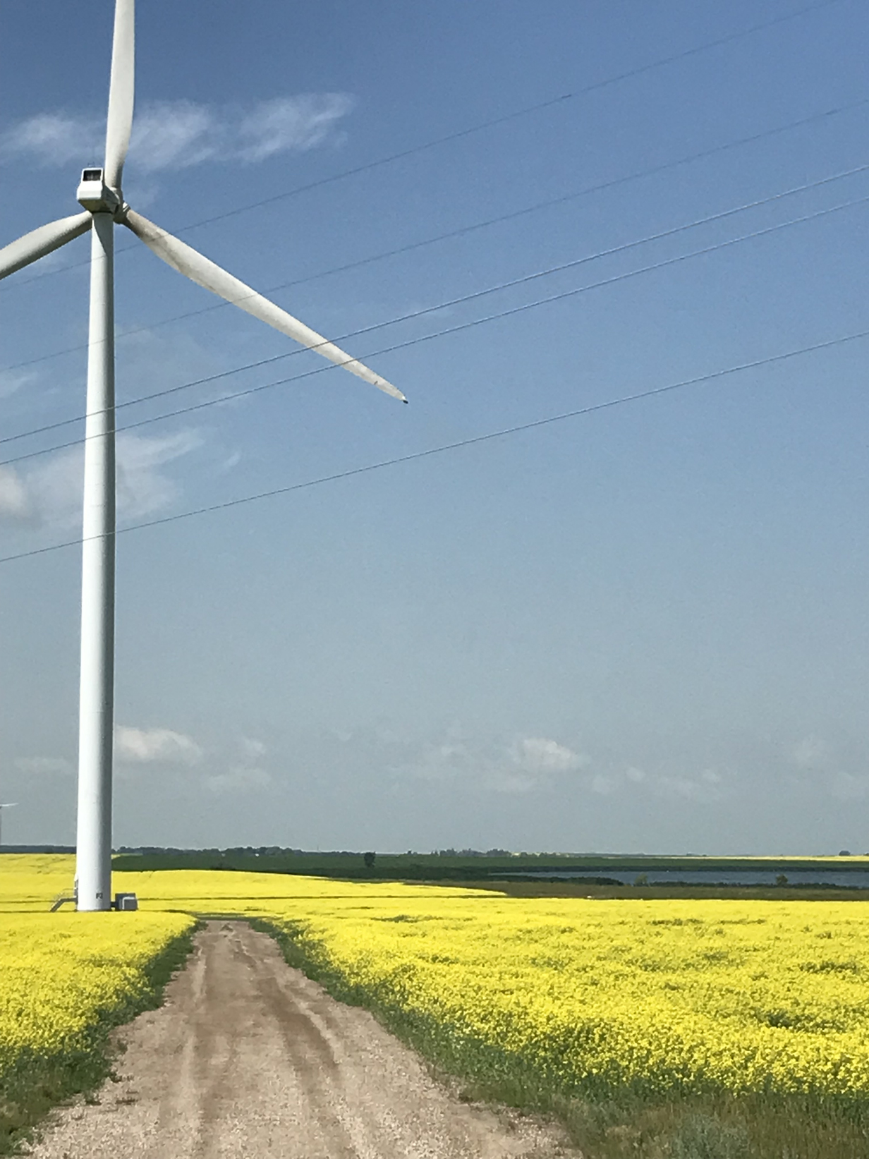 Une éolienne dans un champs de canola en fleurs à Saint-Claude, Manitoba.