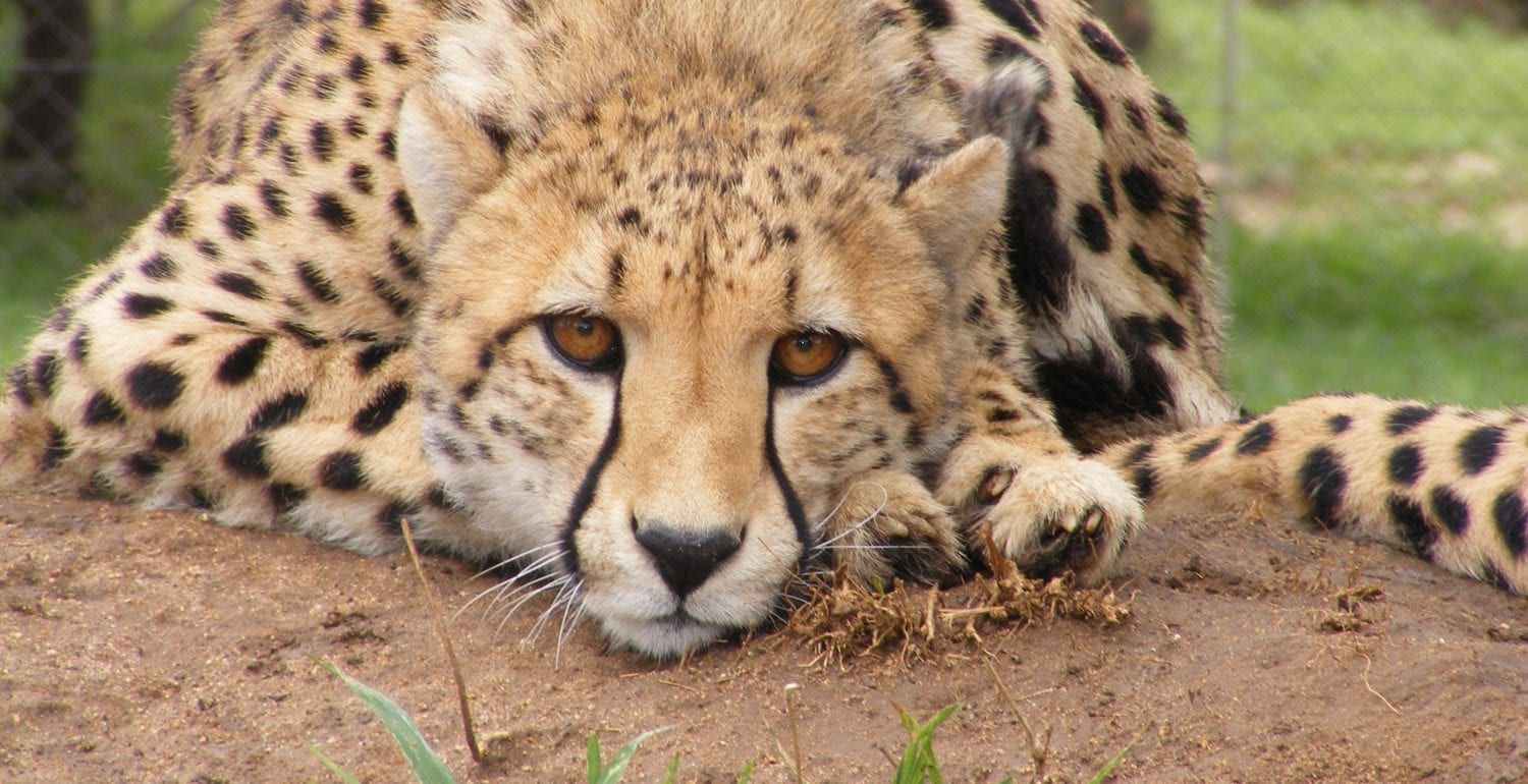 parc safari in canada